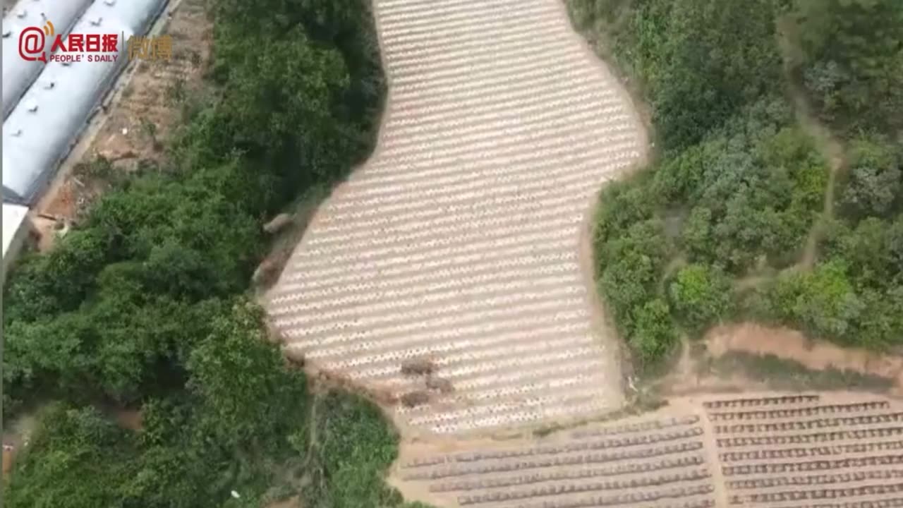 [图]没有继续向北！云南投喂象食诱导象群向西南迁移