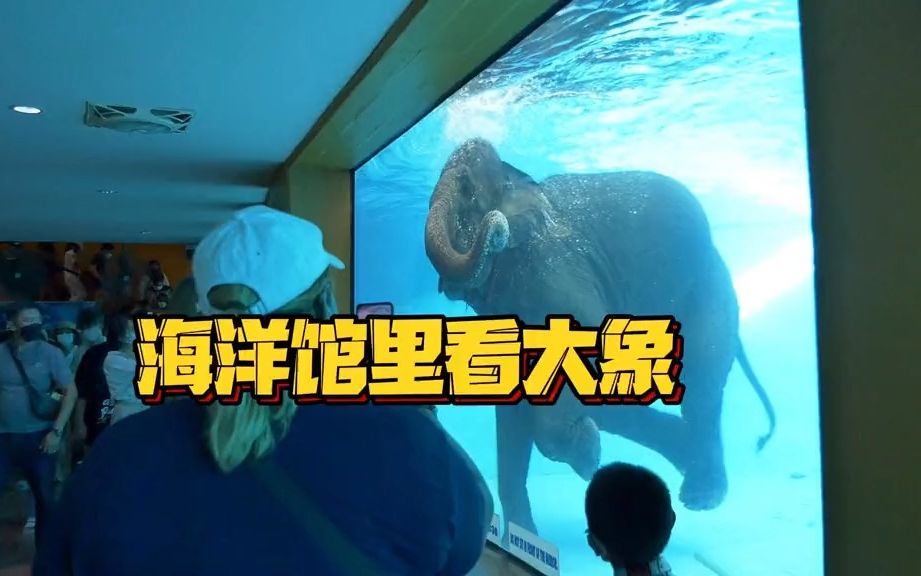 [图]你在水族馆见过大象吗？泰国人脑洞大开还原动物园规则怪谈