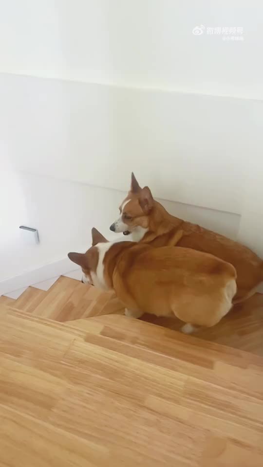 胖瘦柯基下楼梯