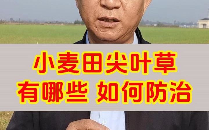 野燕麦,雀麦等杂草该使用什么药来防治?哔哩哔哩bilibili