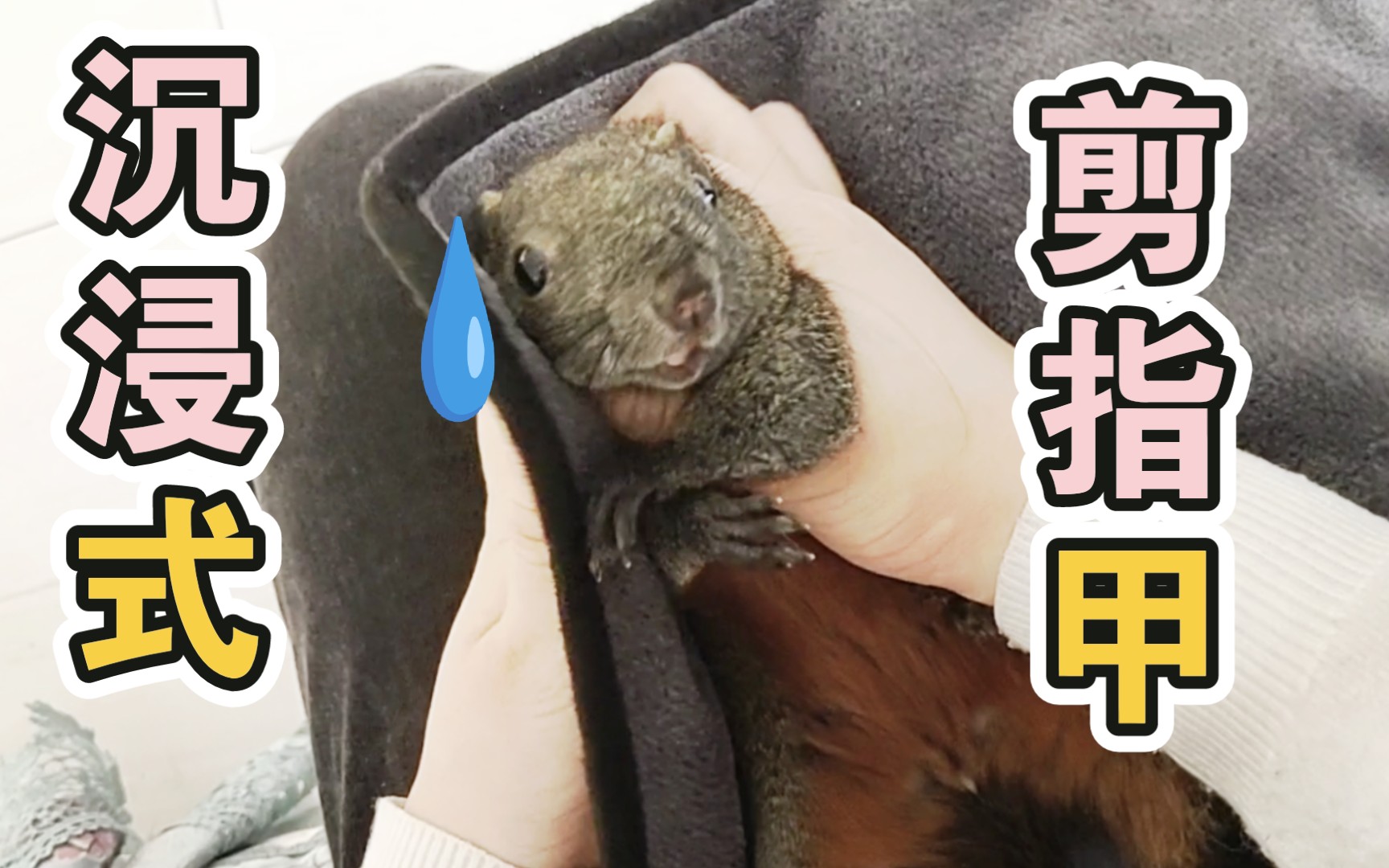 [红腹松鼠]沉浸式剪指甲来喽!第一视角剪指甲教程!