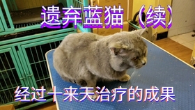 温馨的医宠关系:难得一见如此喜欢医生的宠物！真是个懂感恩的狗狗_哔哩 