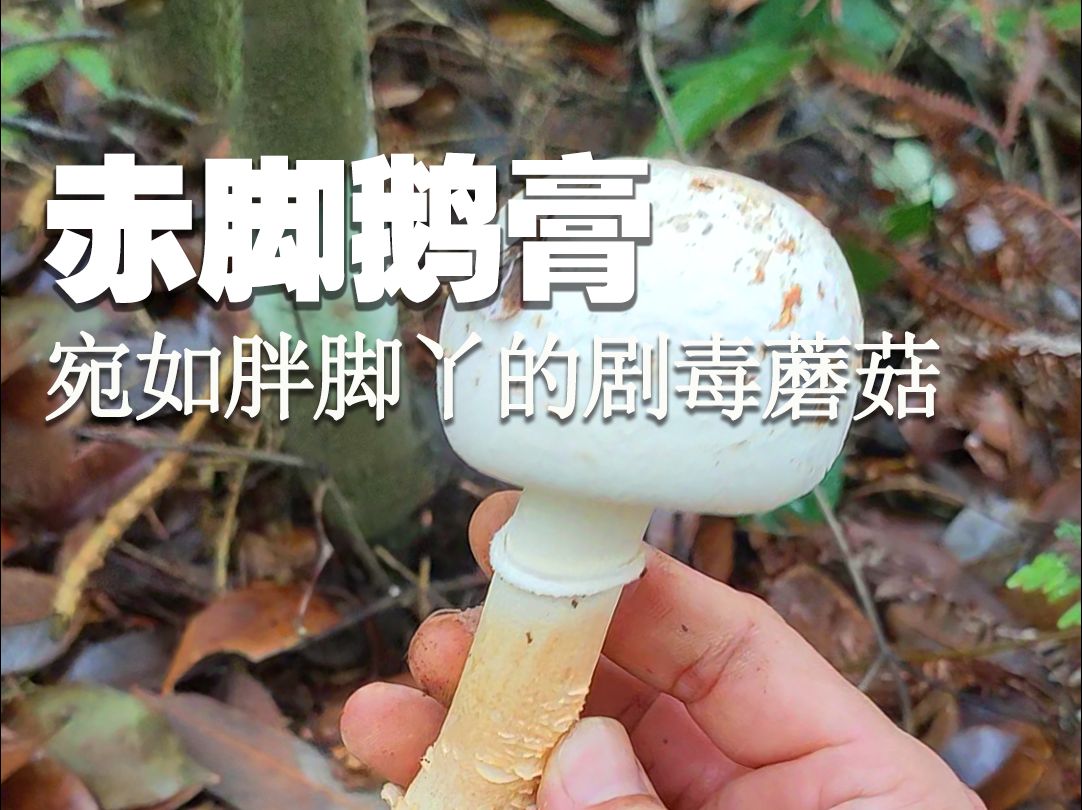 宛如胖脚丫的剧毒蘑菇:赤脚鹅膏