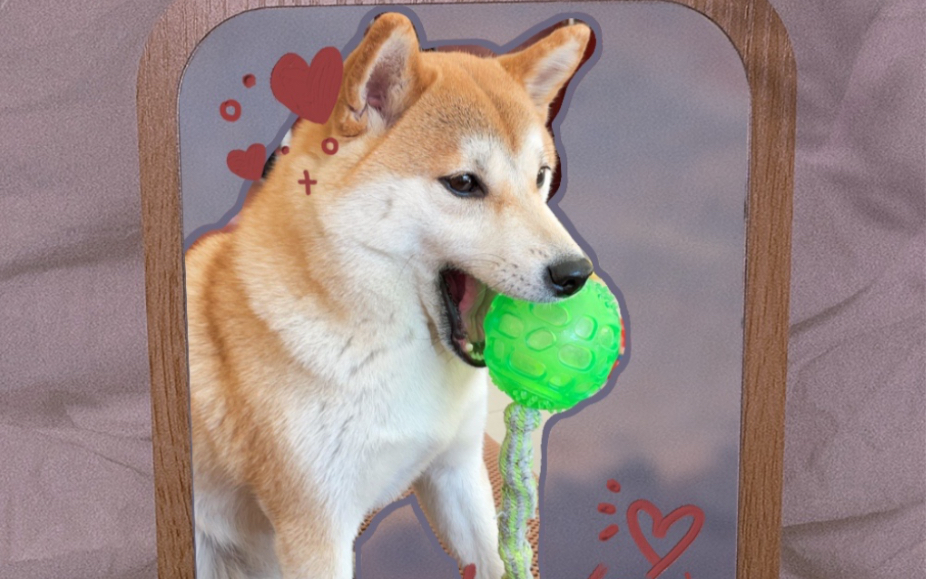 旺柴的可可爱爱