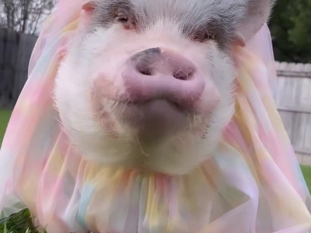 穿着小裙子戴着小粉箍的猪公举可爱嘛?