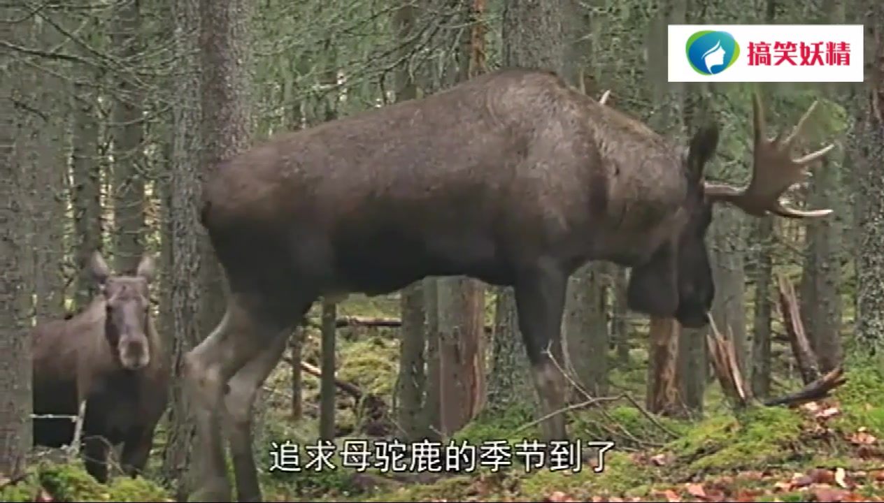 [图]驯鹿边走路边交配，同伴的小眼神羡慕嫉妒恨！