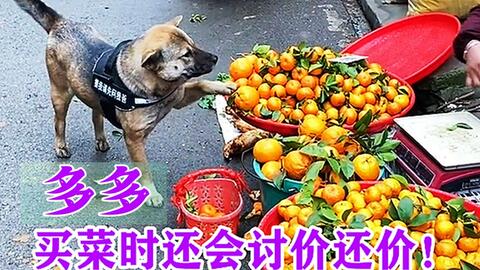 多多 中华田园犬上街帮主人买菜 还讨价还价 网友 狗子成精了 哔哩哔哩