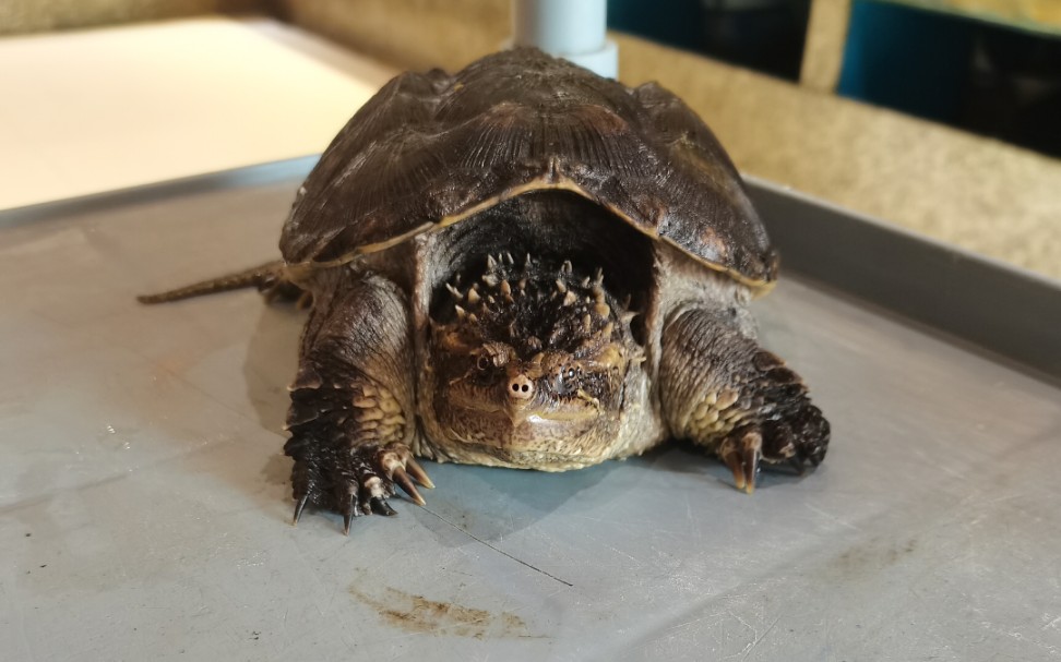 霸气佛鳄!在线开箱!