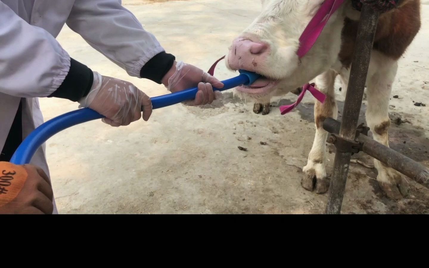 牛胃镜牛瘤胃取物器