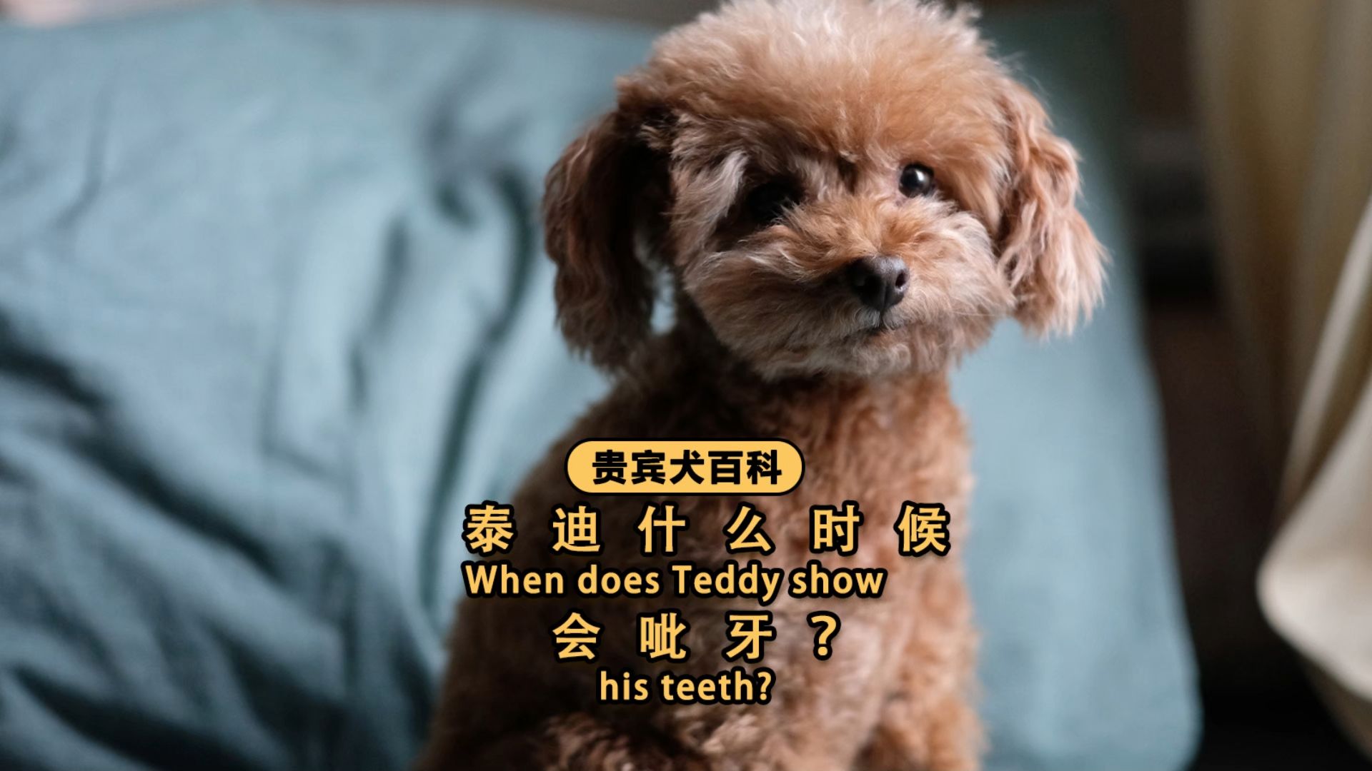 泰迪什么时候会呲牙?遇到这几种情况时会!