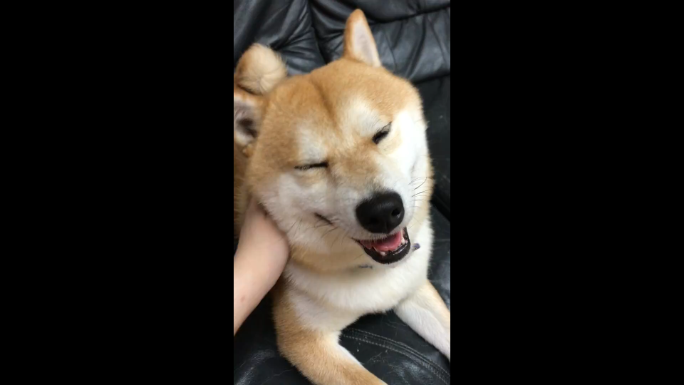 笑摸狗头,互:关_哔哩哔哩_bilibili