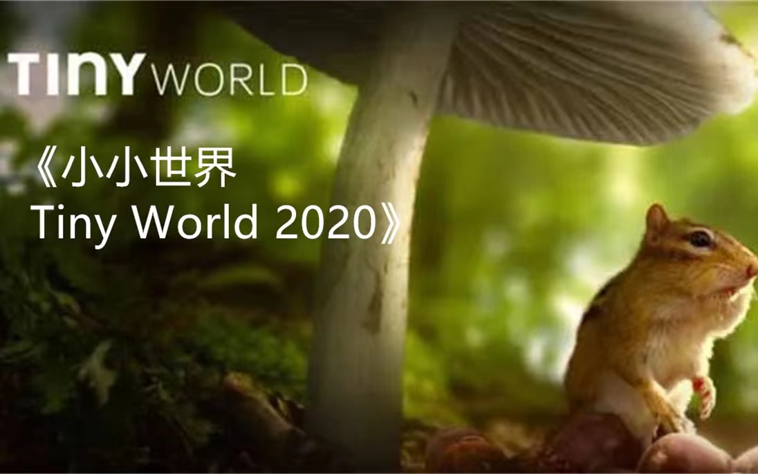 【b站最全最赞版本】《tiny world》小小世界1-2季中英文版全套4k 从