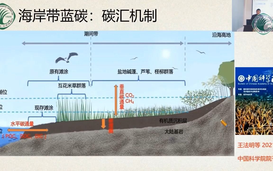 中科院 华南植物园 王法明 研究员讲座 《海岸带蓝碳碳汇功能及其对气候变化的响应》20220410哔哩哔哩bilibili