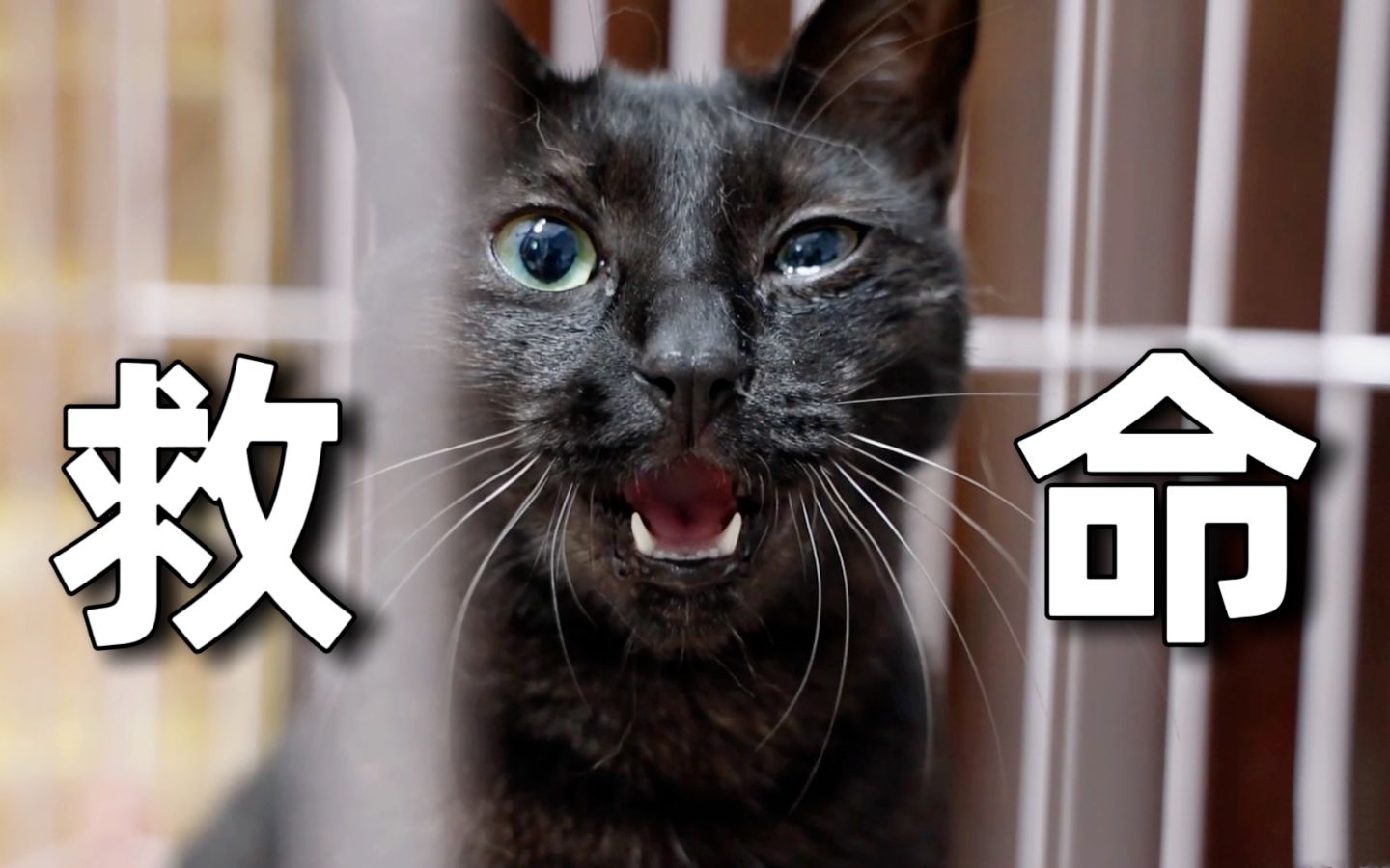 小浪猫因生病被关小黑屋,奶声奶气喊猫爸爸救命哔哩哔哩bilibili