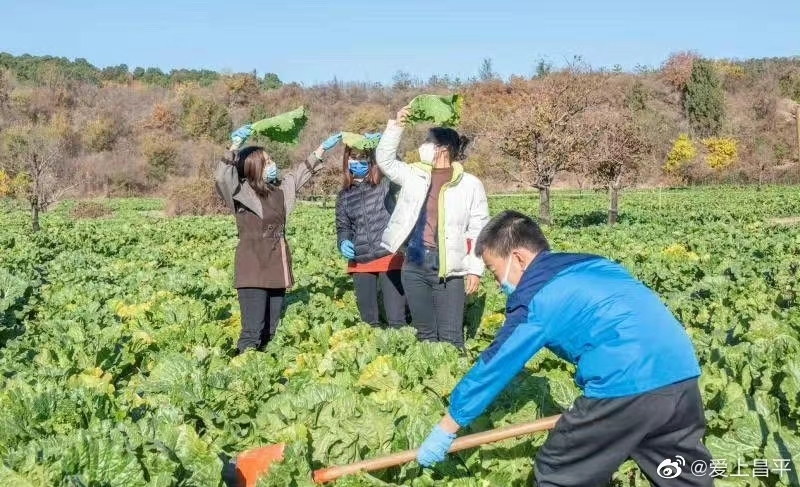 十三陵镇景陵村十三陵绿都农场体验基地内的30亩大白菜喜获丰收哔哩哔哩bilibili