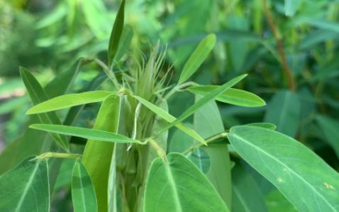 人圆圆之带你走云南-云南完结篇-西双版纳植物园-跳舞草