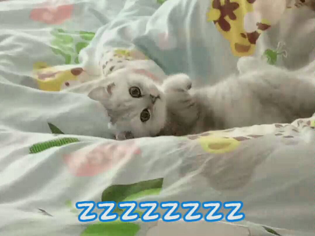 【鲁比】家中猫咪打呼噜www哔哩哔哩bilibili