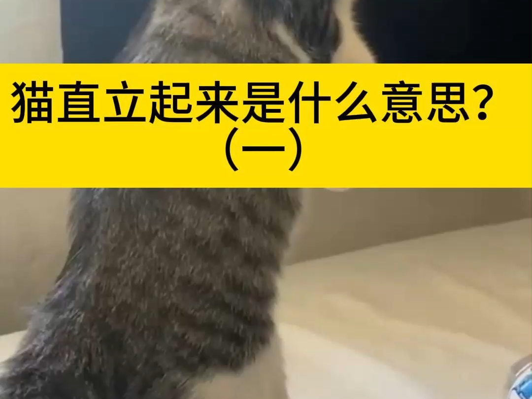 猫直立起来是什么意思?(一) 猫咪身体直立起来代表什么?哔哩哔哩bilibili