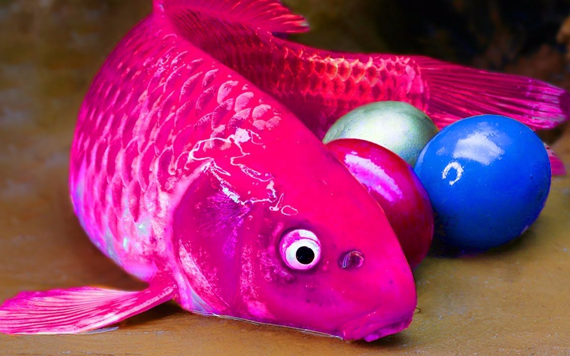 粉色鲤鱼蛋的由来,你知道吗?