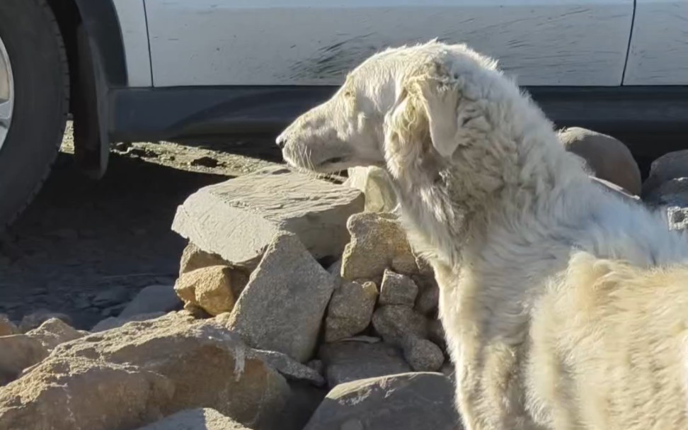 狗子你怎么长得那么像羊啊