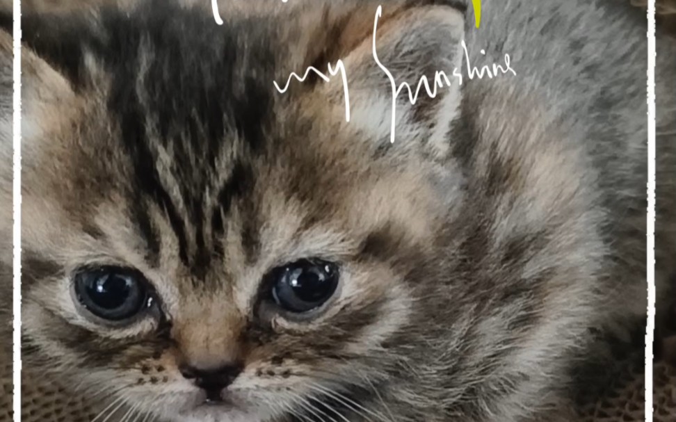 接盘侠接到的小猫盘,可爱到要化掉,软软糯糯