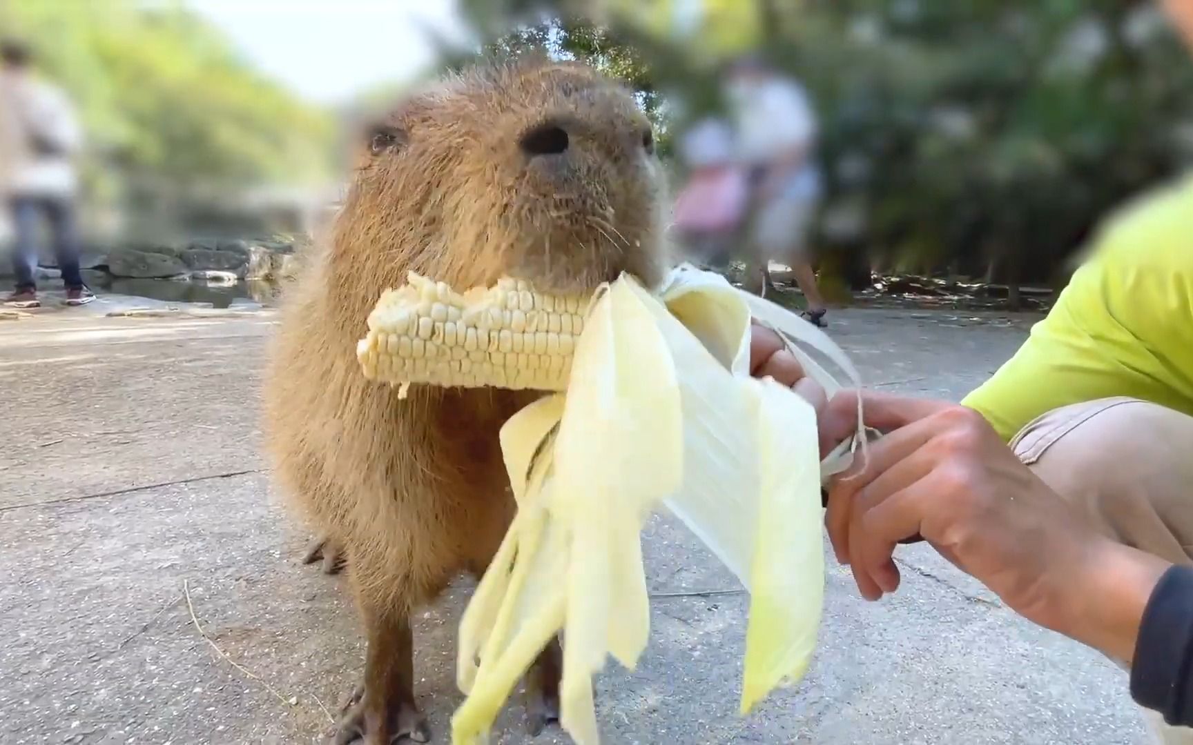 长崎动物园 给动物们投食玉米