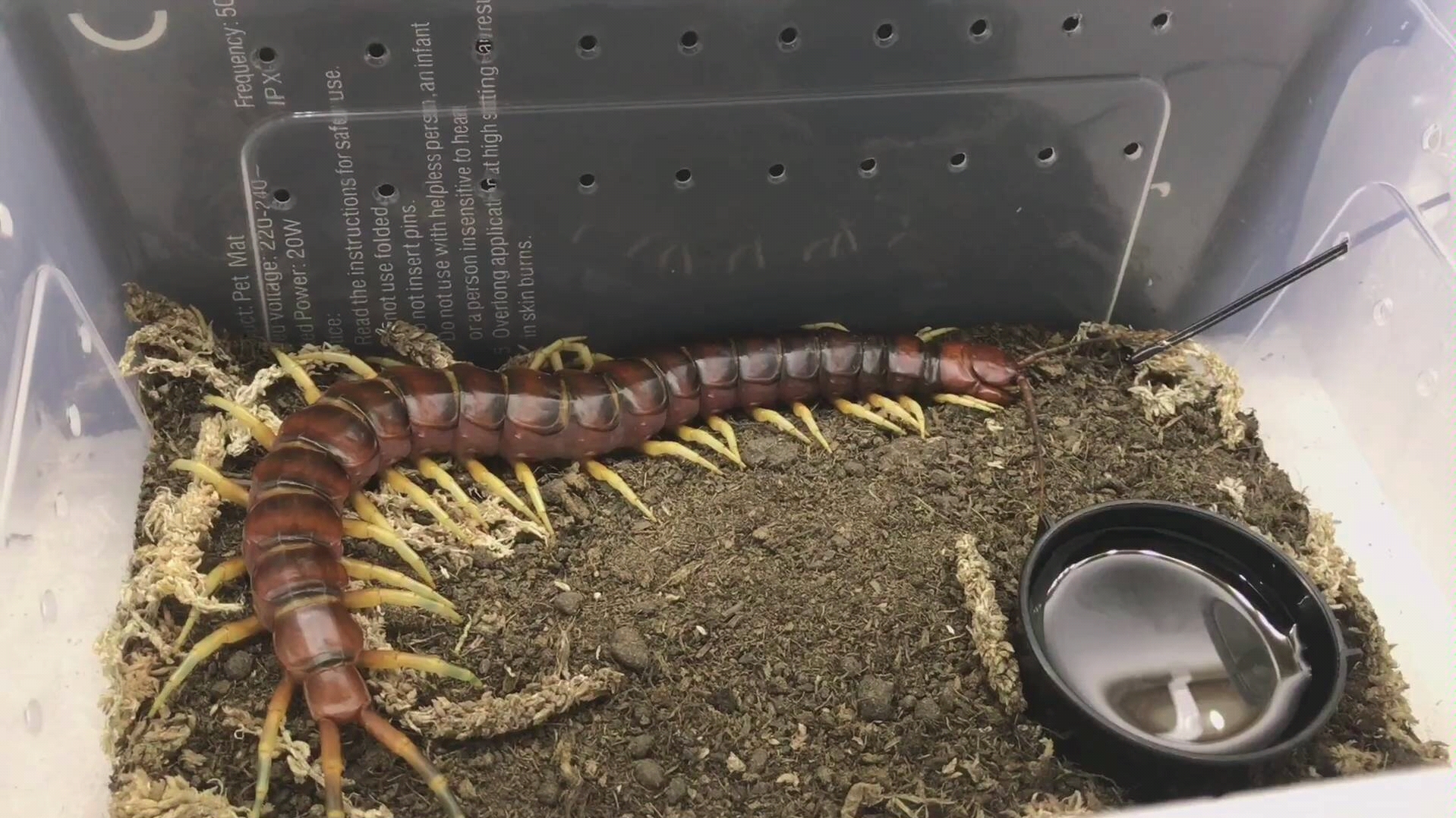 秘鲁白脚巨人蜈蚣所以你们见过这么慵懒的蜈蚣吗