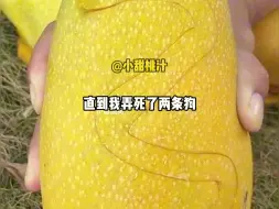 Download Video: 我们小区有很多人遛狗不拴绳。  到处乱拉乱尿不说，还经常把老人和小孩吓得够呛。  业主说过，物业劝过，警察找过。  全都没用。  直到我弄死了两条狗。