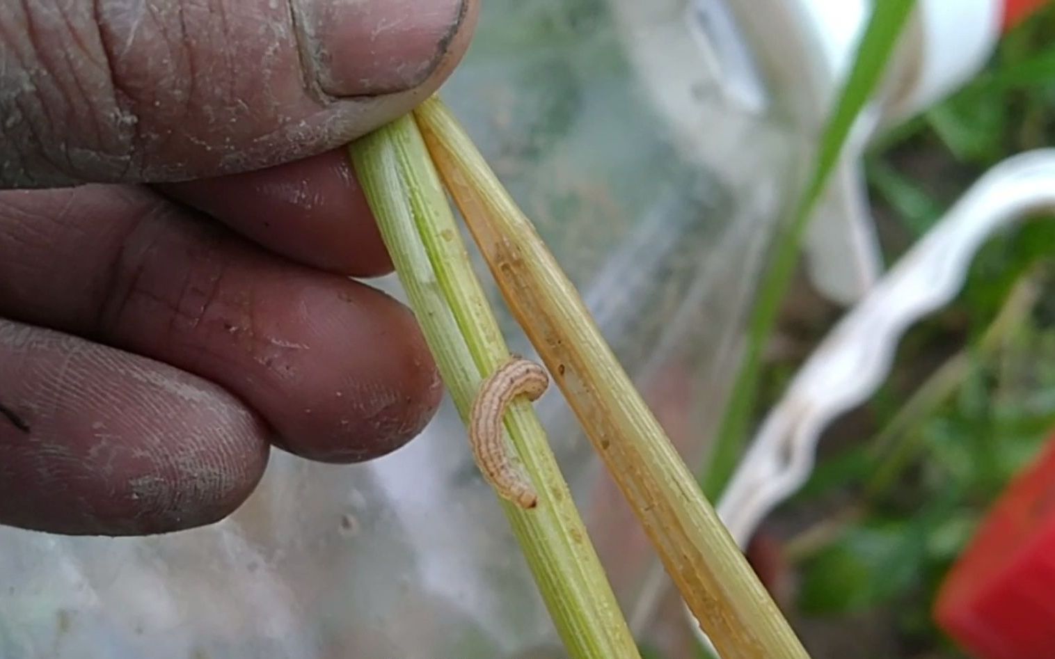 .酵素生态种植第110天:喷白僵菌后,钻心虫还长肥了,再喷绿僵菌哔哩哔哩bilibili