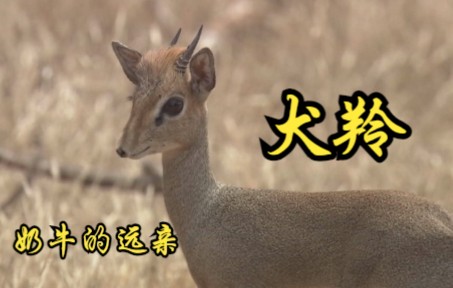 【英国】【纪录片】奶牛的远亲犬羚 A distant relative of a cow, the dog antelope哔哩哔哩bilibili