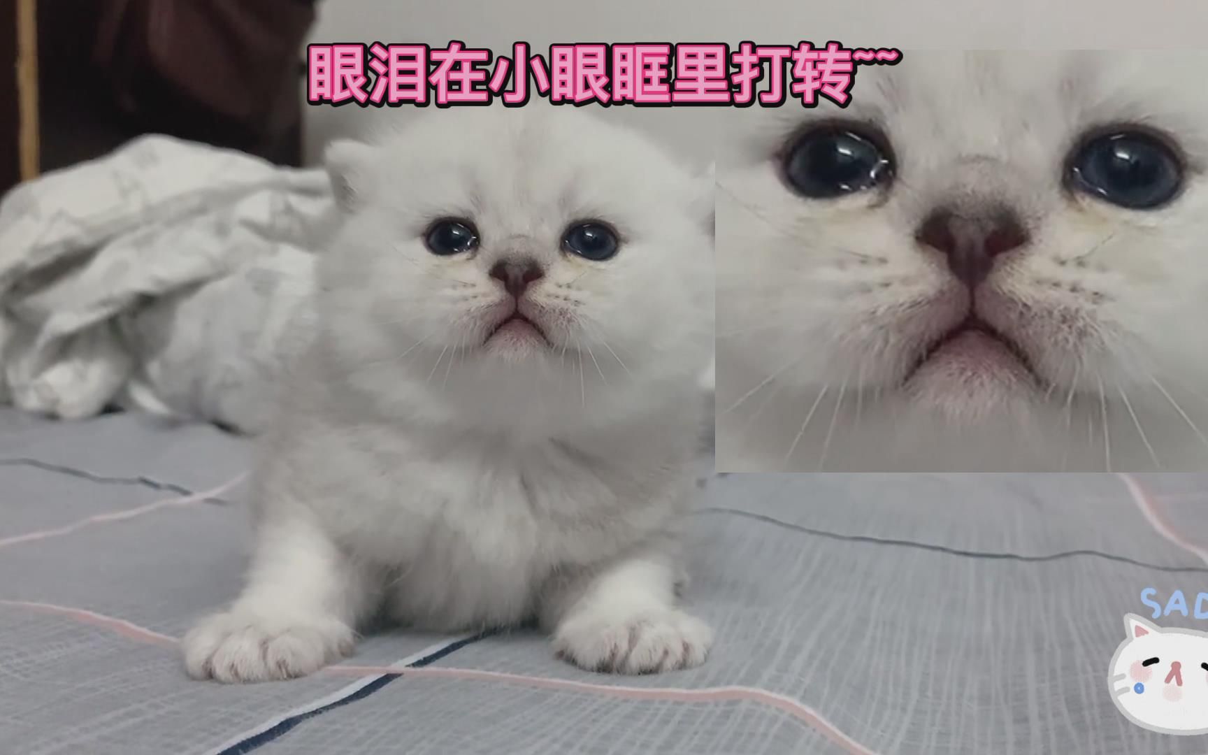 小猫咪打喷嚏打得眼泪直流小眼神