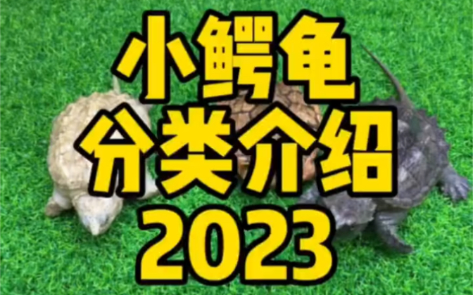 一分钟带你了解变异小鳄龟品系分类2023哔哩哔哩bilibili