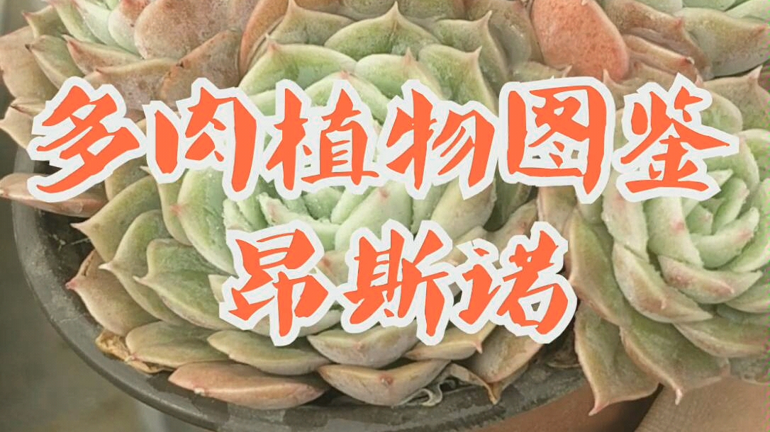 多肉植物图鉴昂斯诺哔哩哔哩bilibili