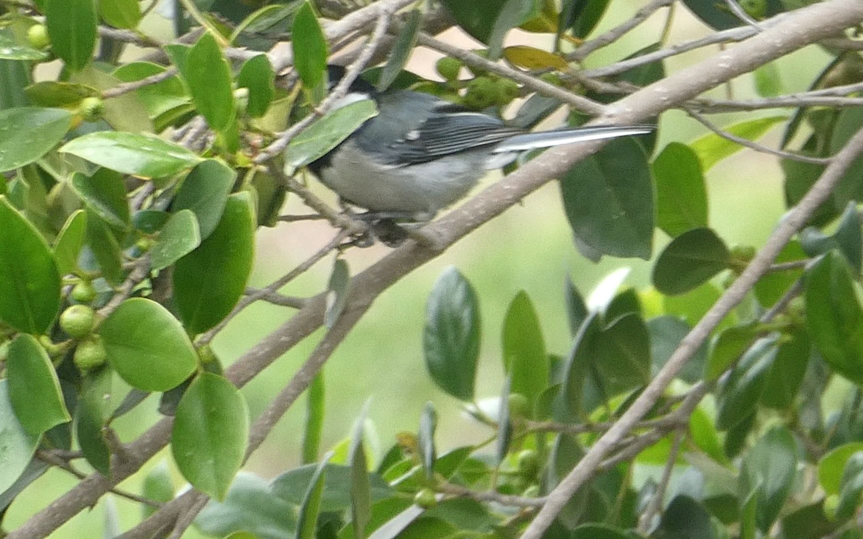 榕树上的远东山雀