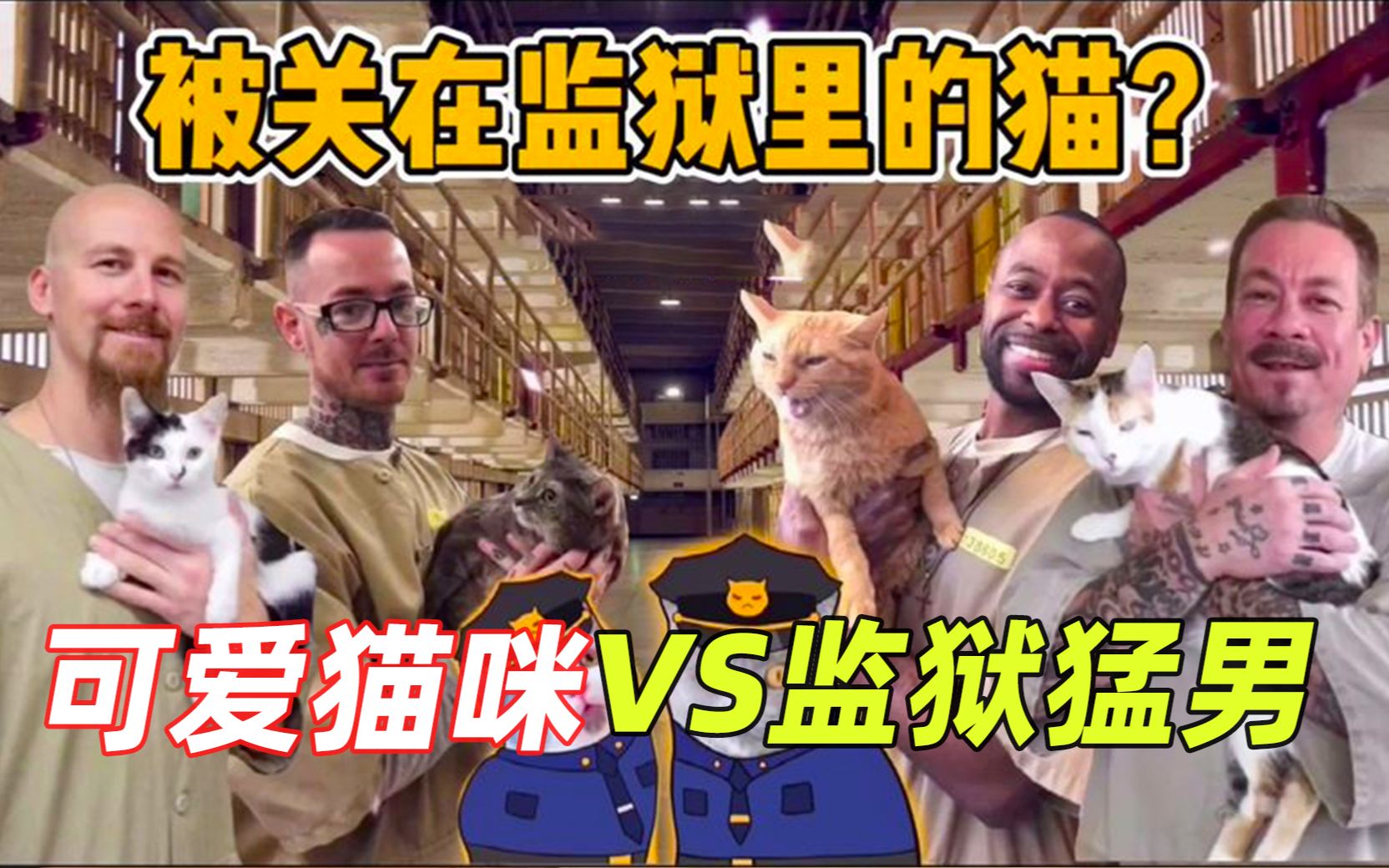 [图]监狱养猫计划，200只流浪猫改变了监狱，上演一段相互救赎的故事