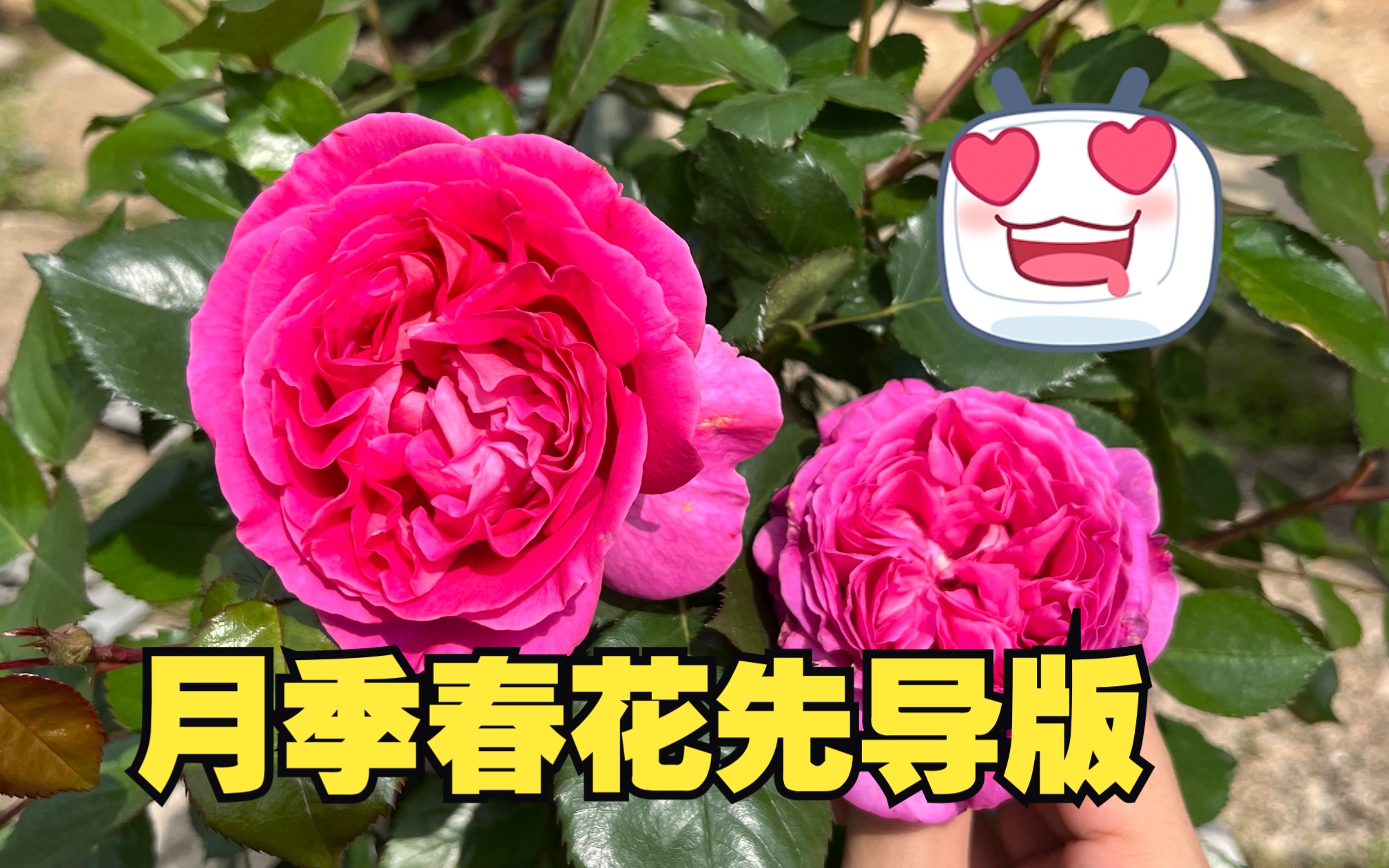 月季春花先导版来啦𐟑𐟑𐟑伯纳黛特拉方特、疯狂时尚、音乐之声、马奈、安索菲碧克、马美逊的回忆、烛光、粉红天堂哔哩哔哩bilibili