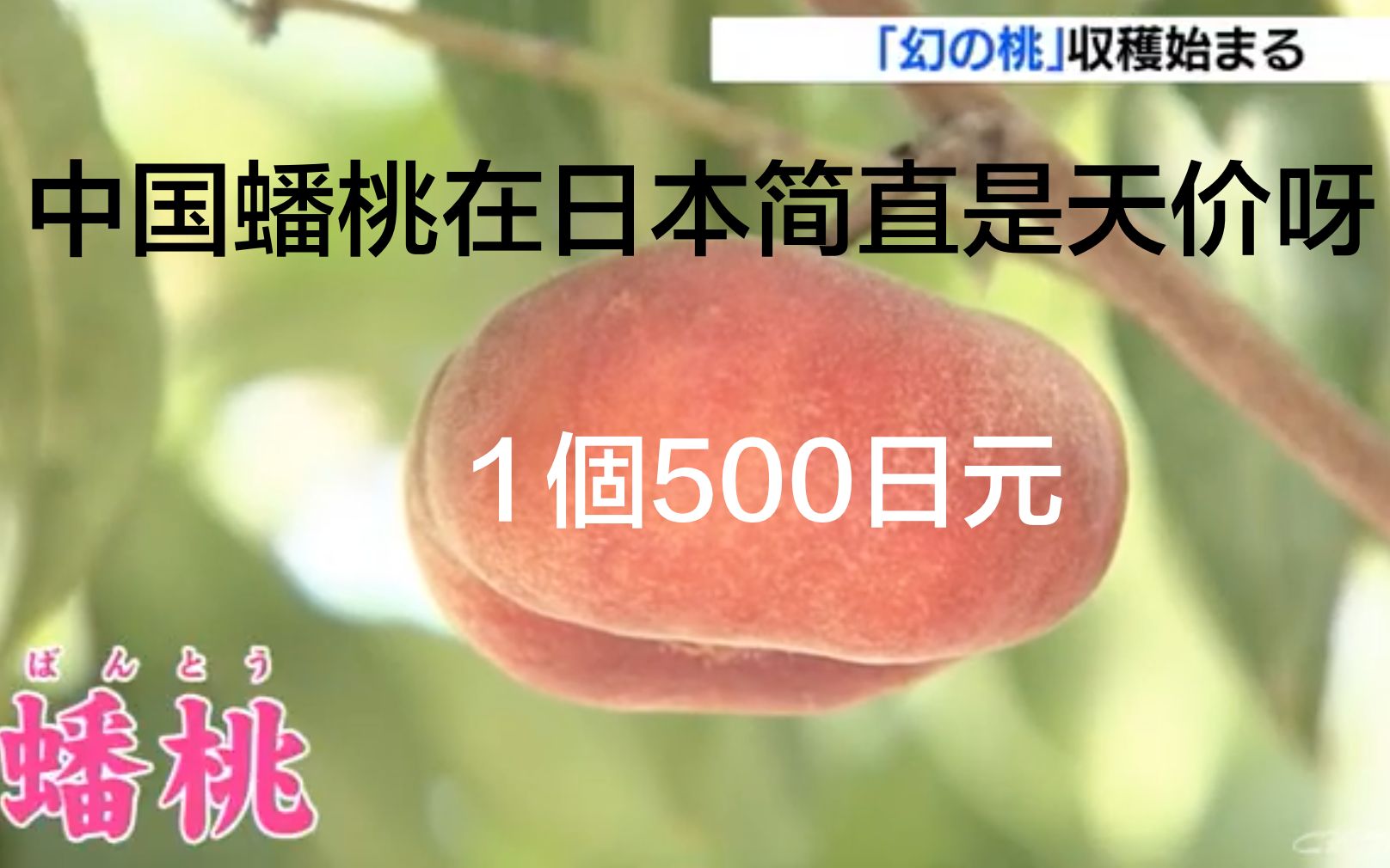 蟠桃一个30元?原来日本也种中国蟠桃 1个500日元 日本新闻 (2021年8月30日)哔哩哔哩bilibili