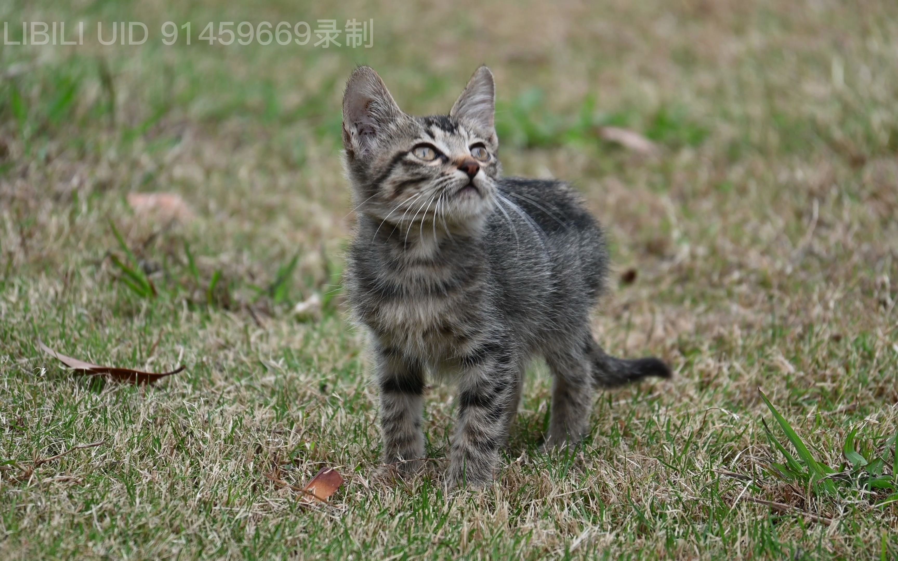 狸花猫-幼崽
