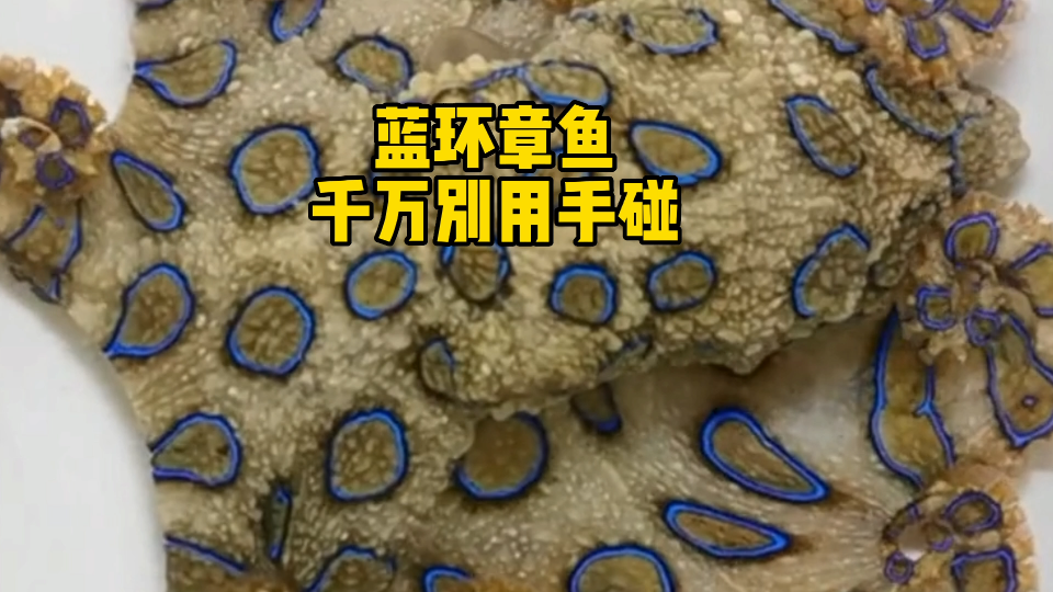 神奇海洋生物分享之:女儿爱看的海底小纵队神奇物种哔哩哔哩bilibili