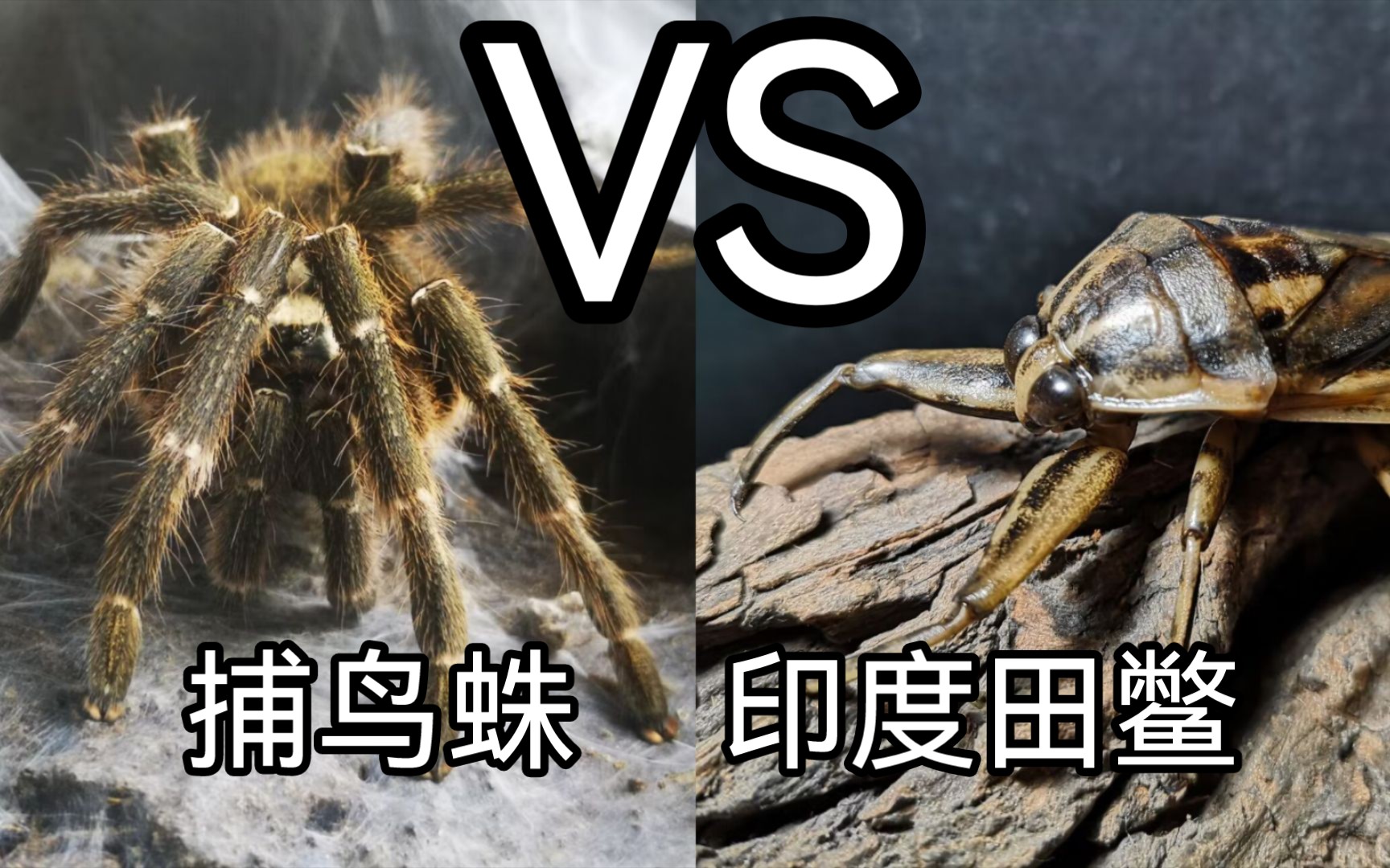 昆虫军vs毒虫军图片