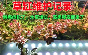 Download Video: 懒癌症犯了，水草爆长，藻类爆发都来了。草缸维护记录#我可要动手了#