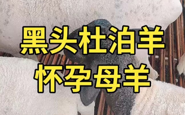 黑头杜泊羊,多胎多羔品种,一年下两窝,一窝下3-5只羊羔,山东大型养羊
