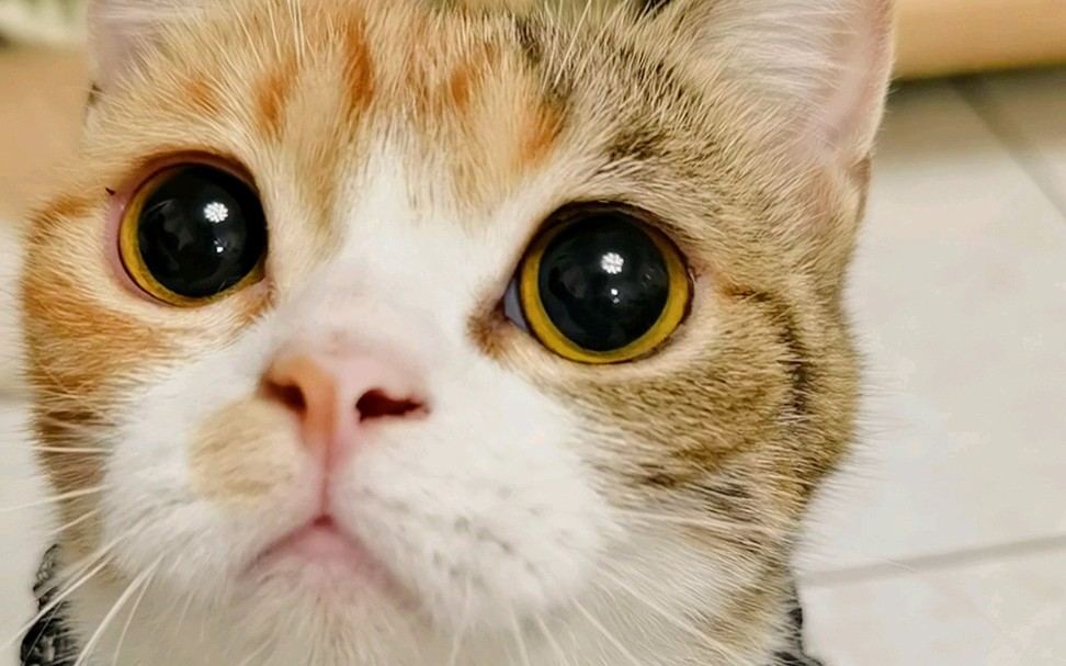 猫咪瞳孔炸裂的过程也太好看了吧!