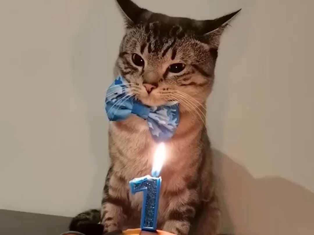 小猫咪过1岁生日和2岁生日的表情对比,孩子是真的长大了