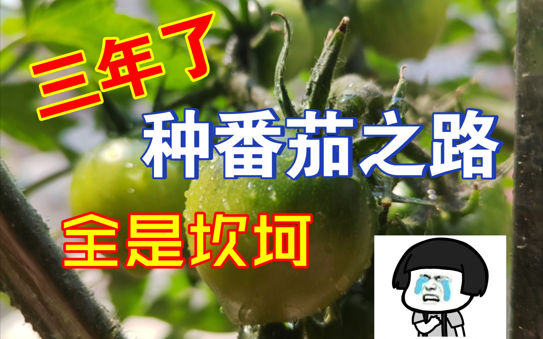 [图]三年了，种番茄之路全是坎坷