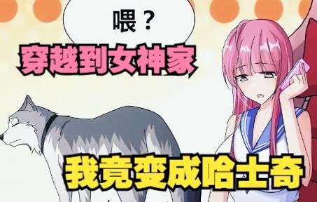 [图]一口气看完，超火漫画合集《我竟变成哈士奇》超长解说，一次看个够