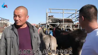 Скачать видео: 坝上张北牲畜交易市场，山东大叔贩了一车毛驴，毛驴卖的咋说呢