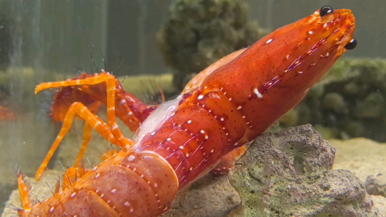 四倍速看礁螯虾脱壳