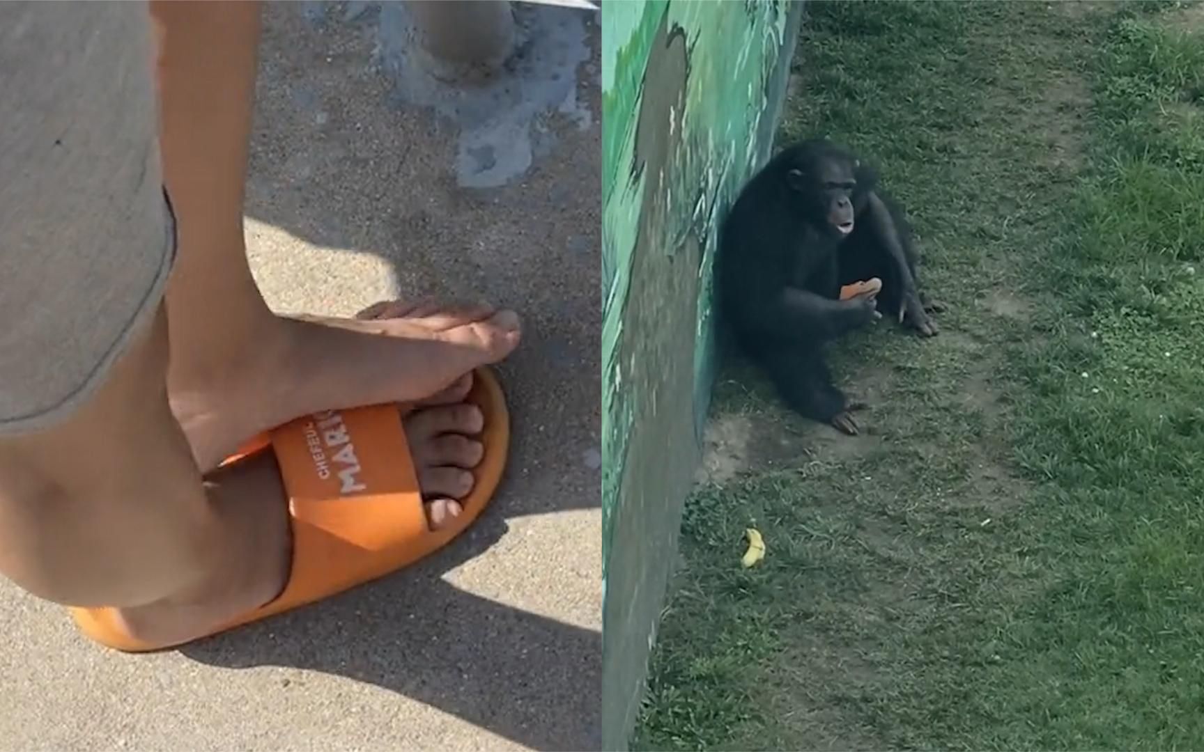 [图]拖鞋掉落被猩猩捡走，一筹莫展时大猩猩举动引全场游客沸腾：聪明