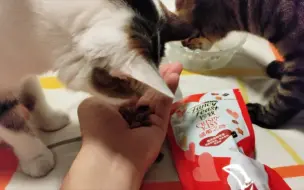 Download Video: 给俩猫尝尝B站送的猫零食！嘎嘣脆！